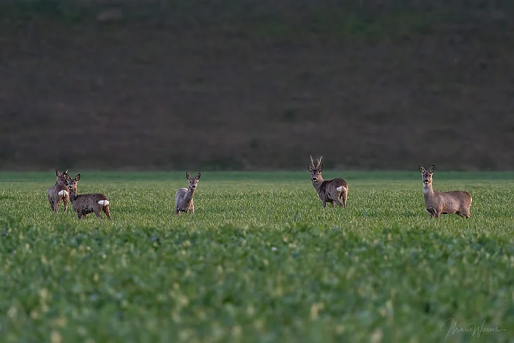 Rech (Capreolus capreolus)