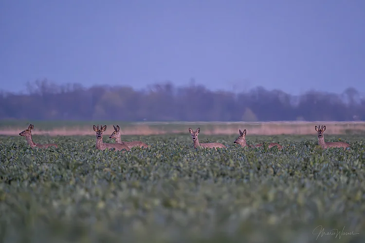 Rech (Capreolus capreolus)