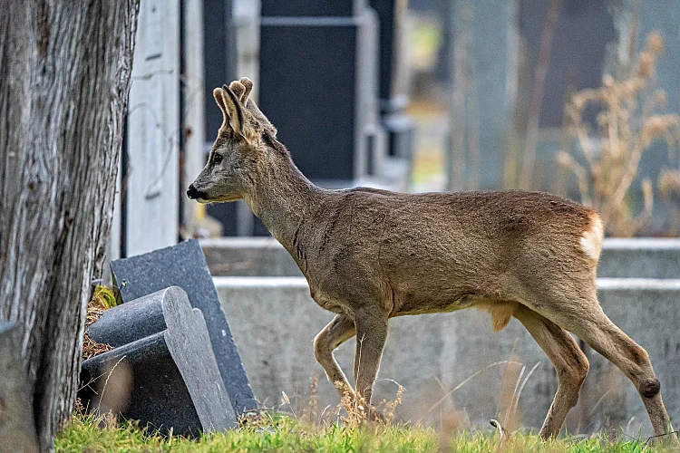 Reh (Capreolus capreolus)