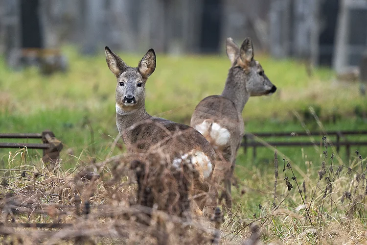 Reh (Capreolus capreolus)