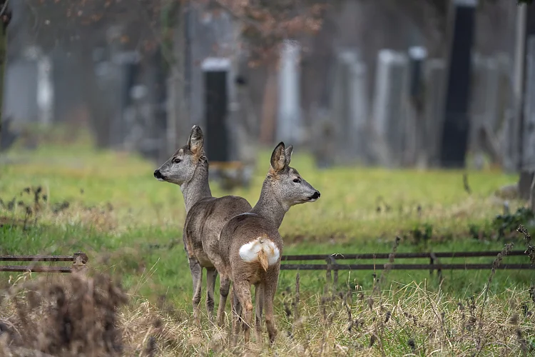 Reh (Capreolus capreolus)