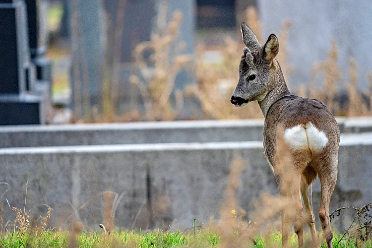 Reh (Capreolus capreolus)