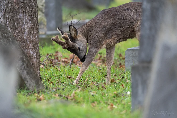 Reh (Capreolus capreolus)