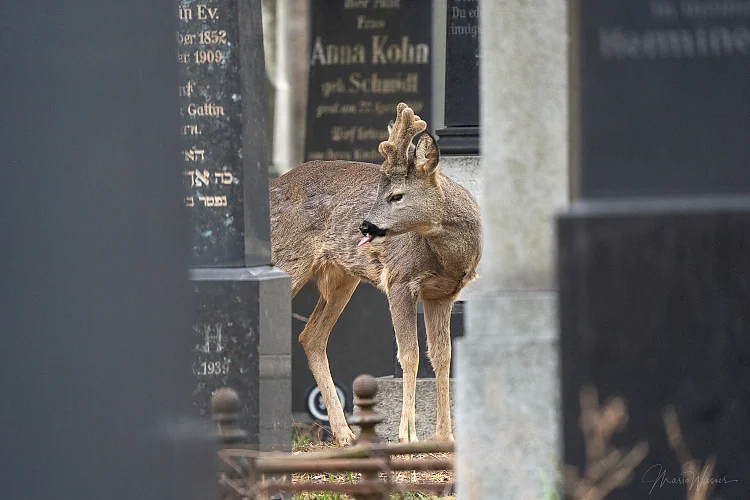 Reh (Capreolus capreolus)