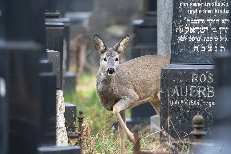 Reh (Capreolus capreolus)