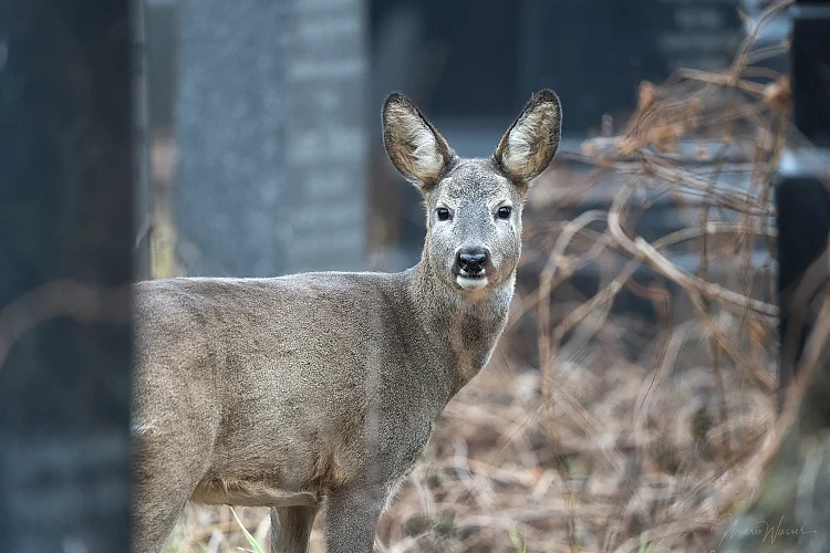 Reh (Capreolus capreolus)