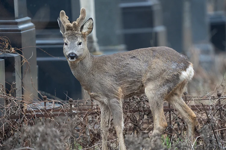 Reh (Capreolus capreolus)