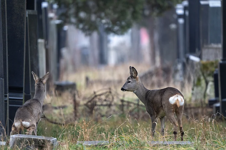 Reh (Capreolus capreolus)
