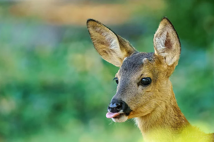 Reh (Capreolus capreolus)