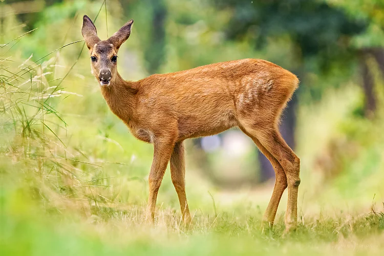 Reh (Capreolus capreolus)