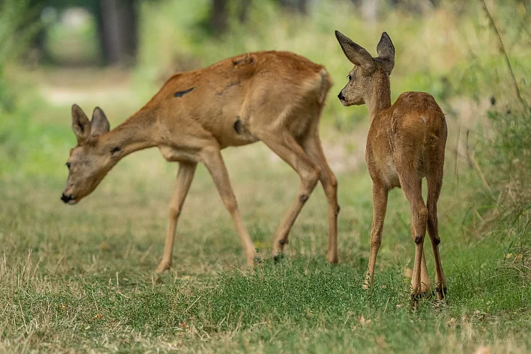 Reh (Capreolus capreolus)
