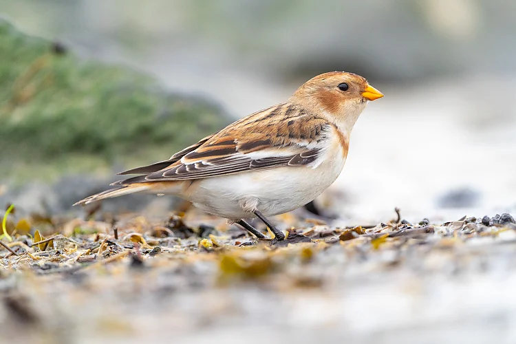 Schneeammer (Plectrophenax nivalis)