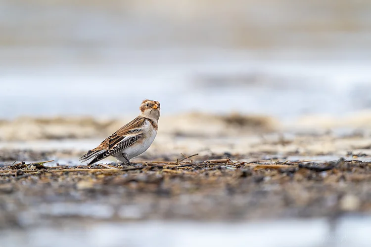 Schneeammer (Plectrophenax nivalis)