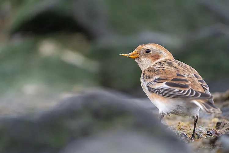 Schneeammer (Plectrophenax nivalis)