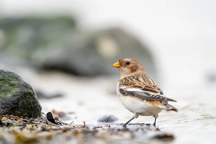 Schneeammer (Plectrophenax nivalis)