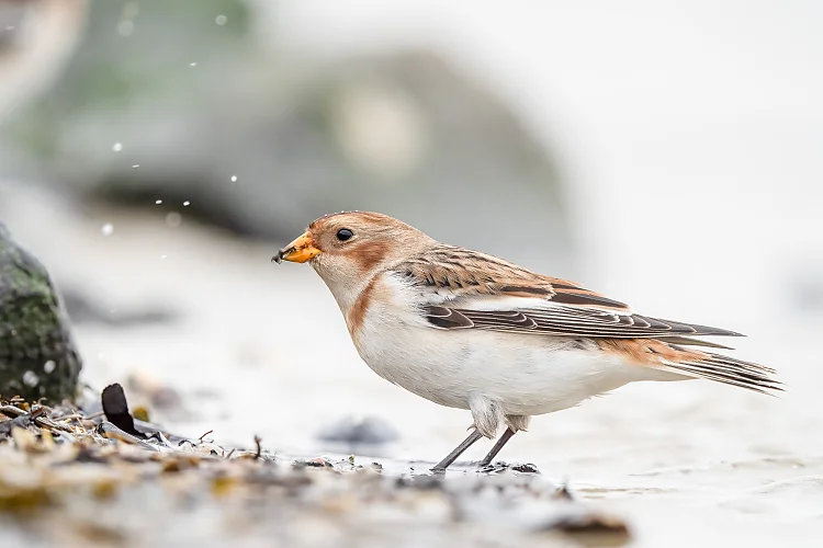 Schneeammer (Plectrophenax nivalis)