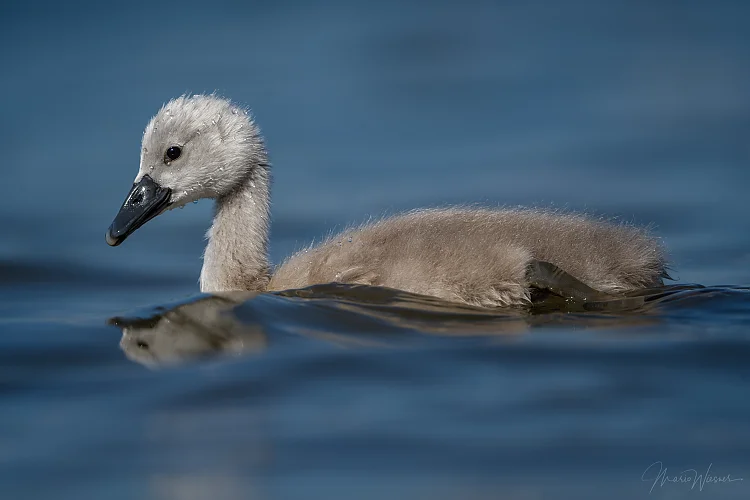 Höckerschwan (Cygnus olor)