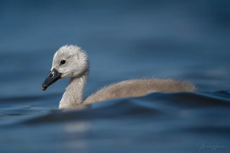 Höckerschwan (Cygnus olor)