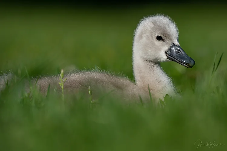 Höckerschwan (Cygnus olor)