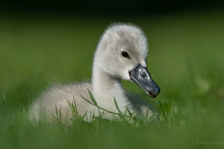 Höckerschwan (Cygnus olor)
