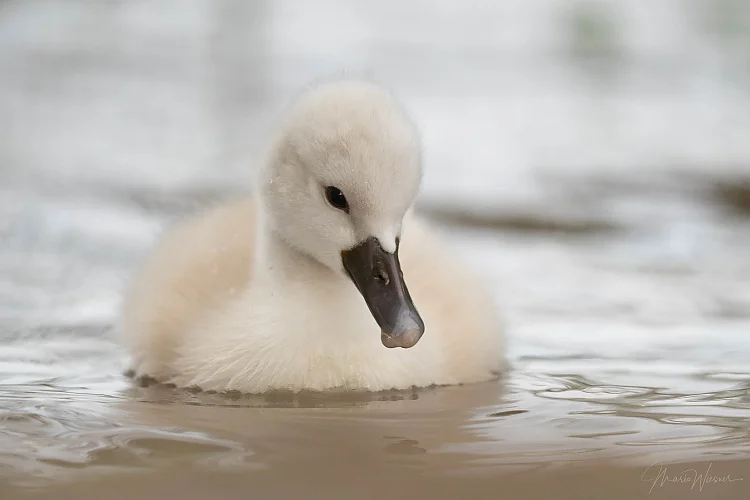 Höckerschwan (Cygnus olor)