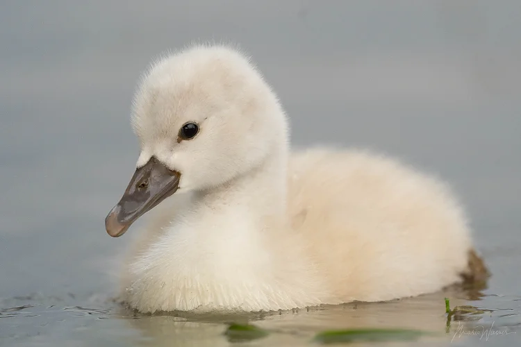 Höckerschwan (Cygnus olor)