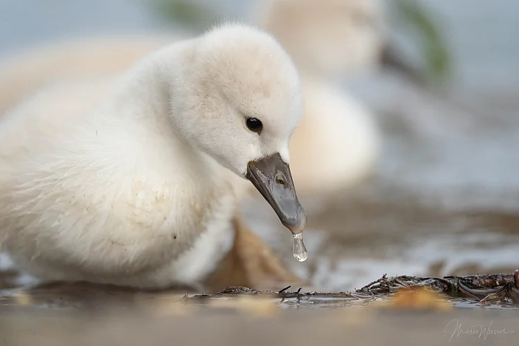 Höckerschwan (Cygnus olor)