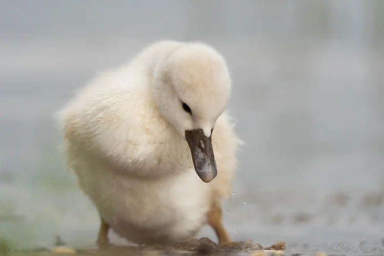 Höckerschwan (Cygnus olor)