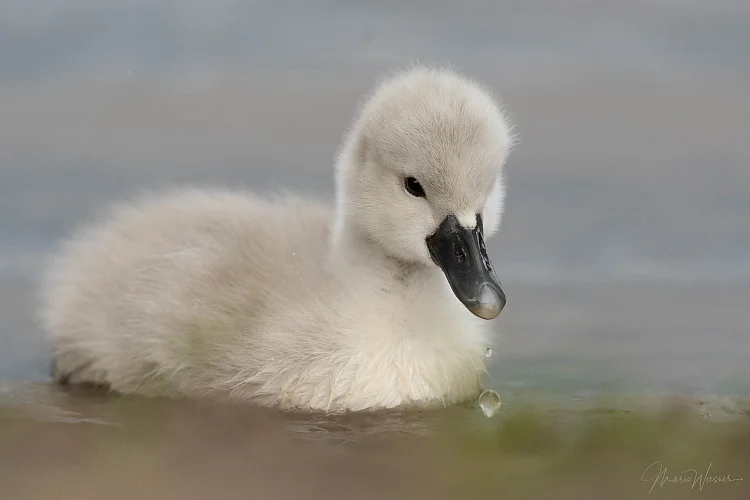 Höckerschwan (Cygnus olor)