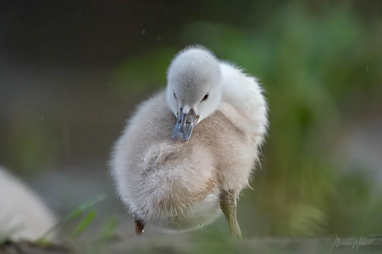 Höckerschwan (Cygnus olor)
