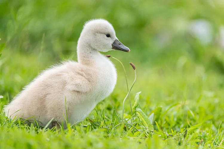 Höckerschwan (Cygnus olor)