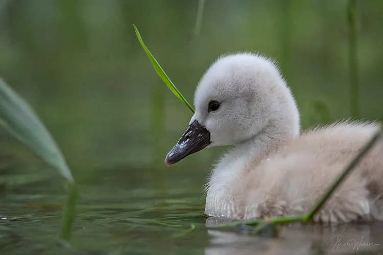 Höckerschwan (Cygnus olor)