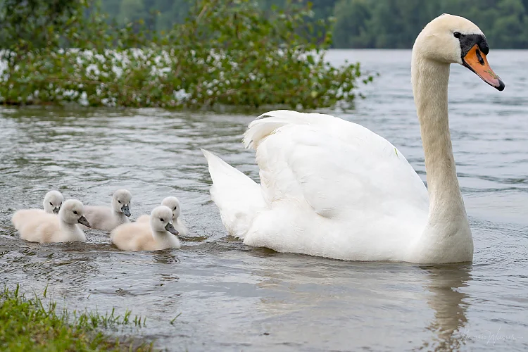 Höckerschwan (Cygnus olor)