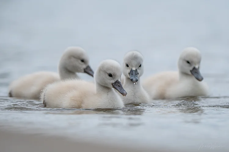 Höckerschwan (Cygnus olor)