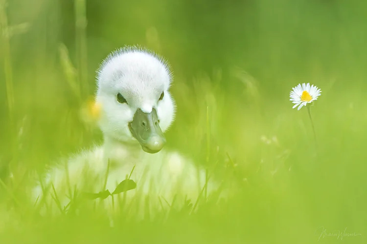 Höckerschwan (Cygnus olor)