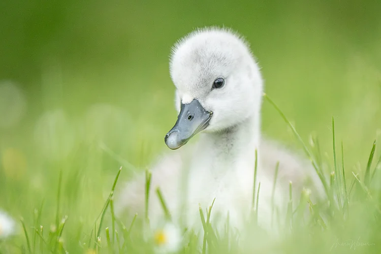 Höckerschwan (Cygnus olor)