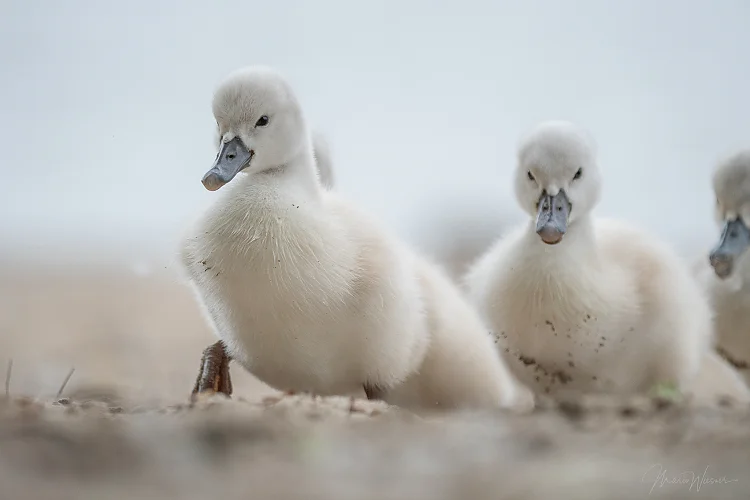Höckerschwan (Cygnus olor)