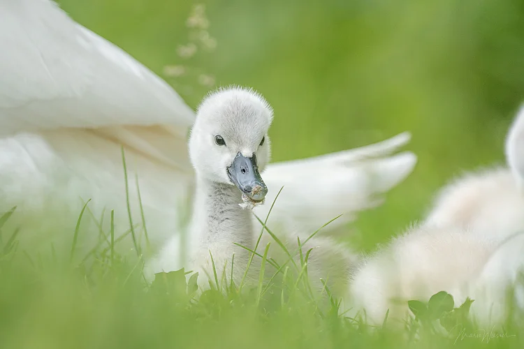 Höckerschwan (Cygnus olor)