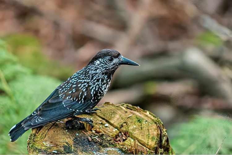 Tannenhäher (Nucifraga caryocatactes)
