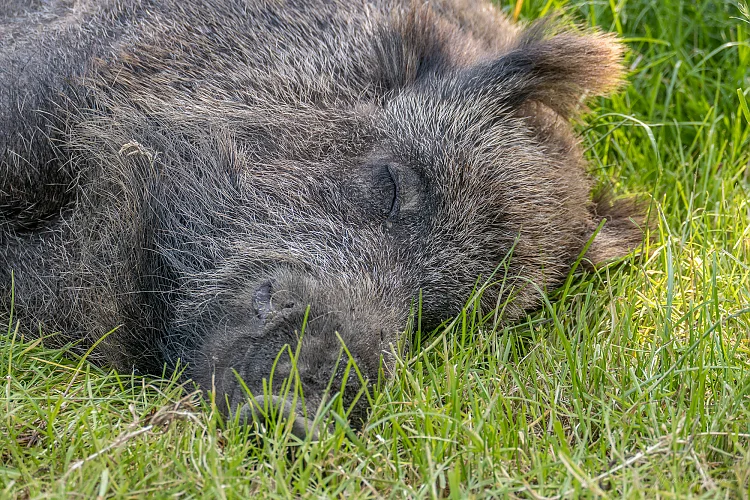 Wildschwein (Sus scrofa)