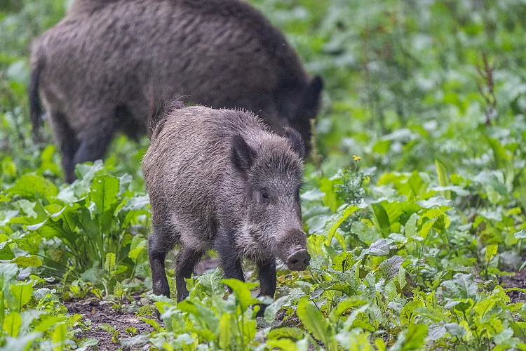 Wildschwein (Sus scrofa)