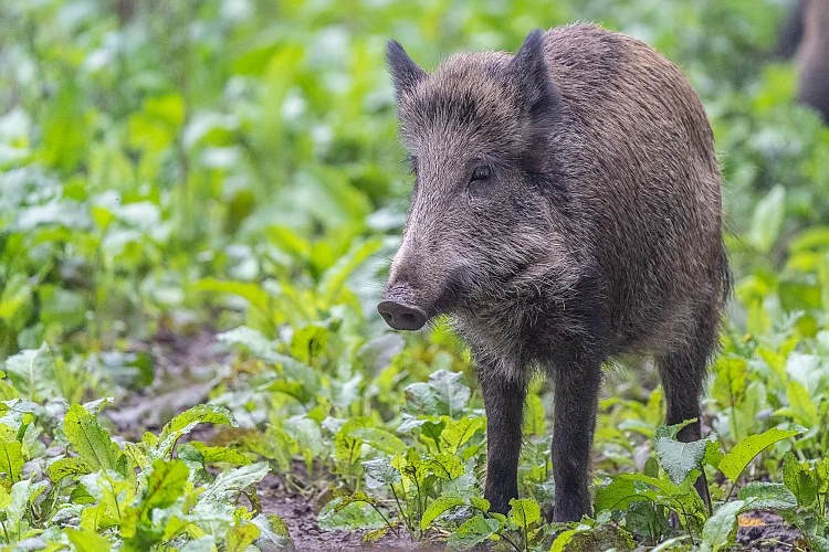 Wildschwein