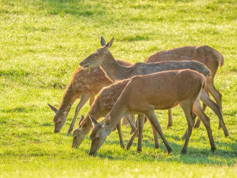 Rotwild