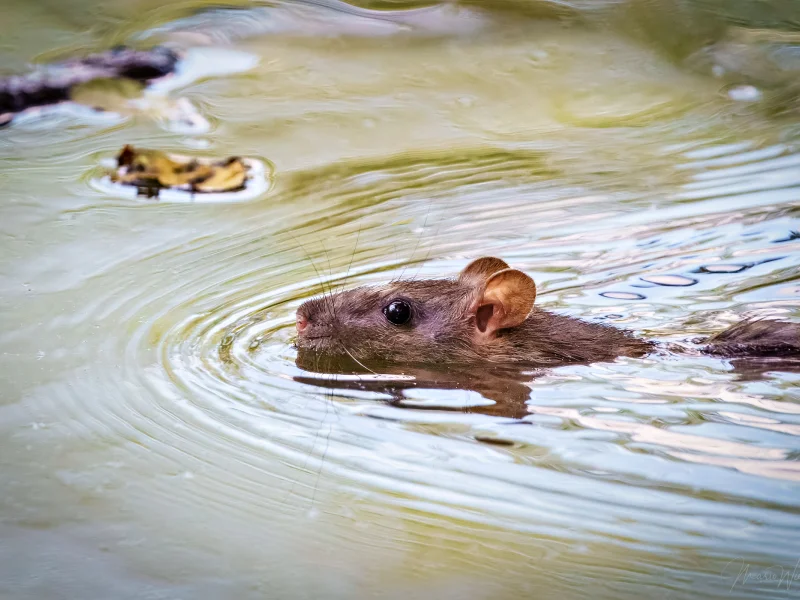 Wanderratte