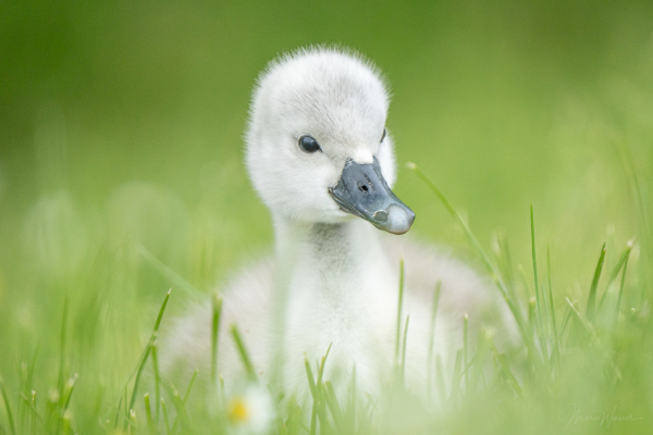 H&ouml;ckerschwan